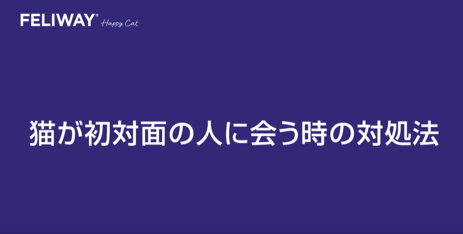 【動画】猫が初対面の人に会うとき（1分10秒）