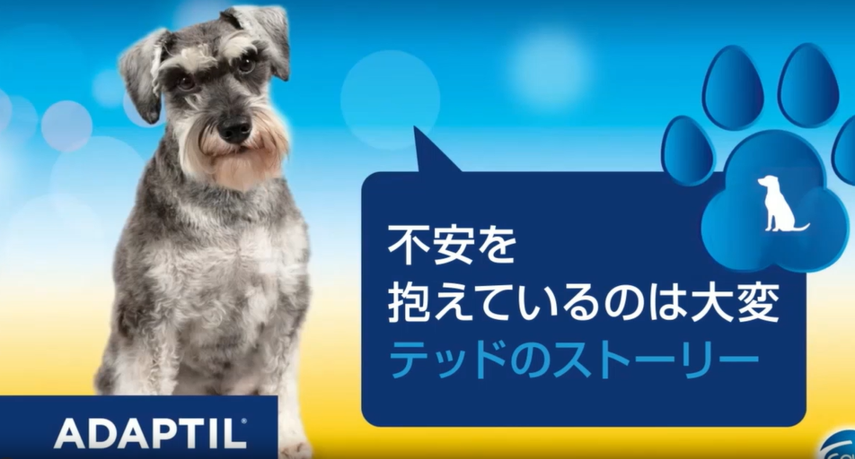 【動画】飼い主の声 テッドのストーリー（2分24秒）